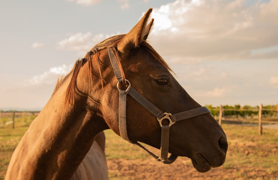 Poney de Terre-Neuve