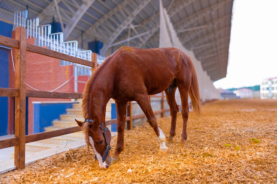 American Show Pony