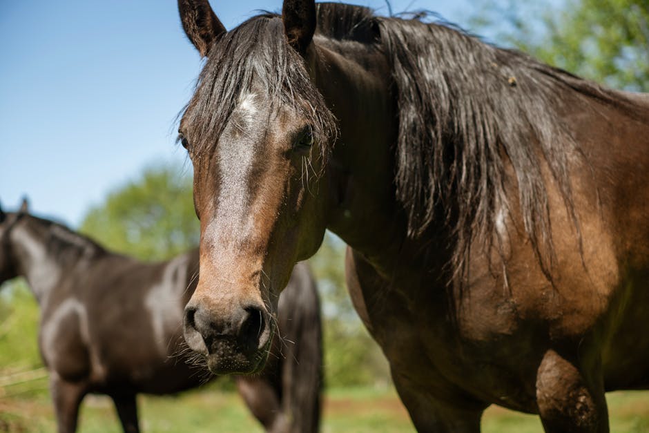 Cheval d'Azerbaïdjan