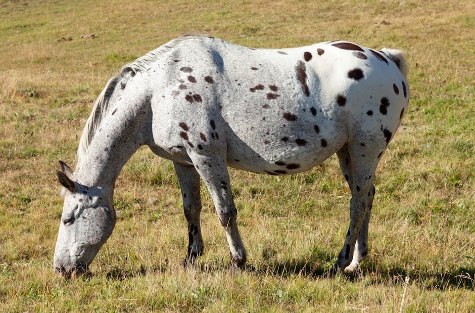 Cheval de sport espagnol