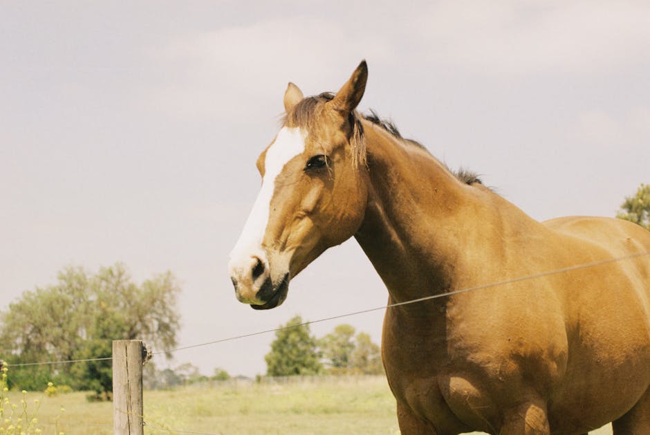 Cheval du delta du Danube