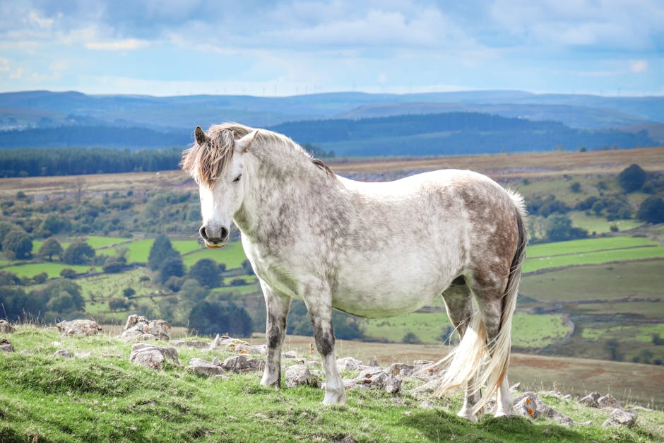 National Show Horse