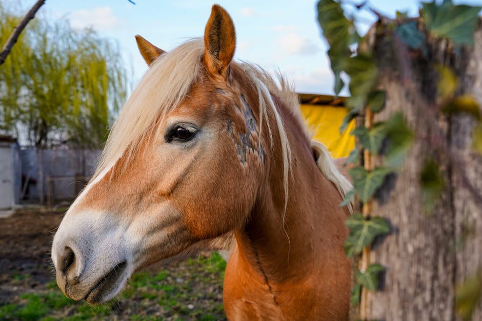 Cheval de sport hongrois