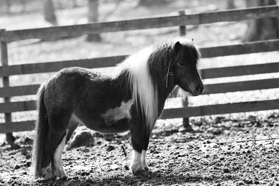 Caballo Deportivo Uruguayo