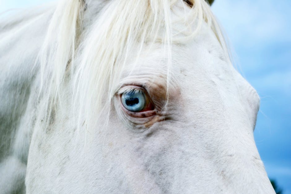 Cheval de Megève