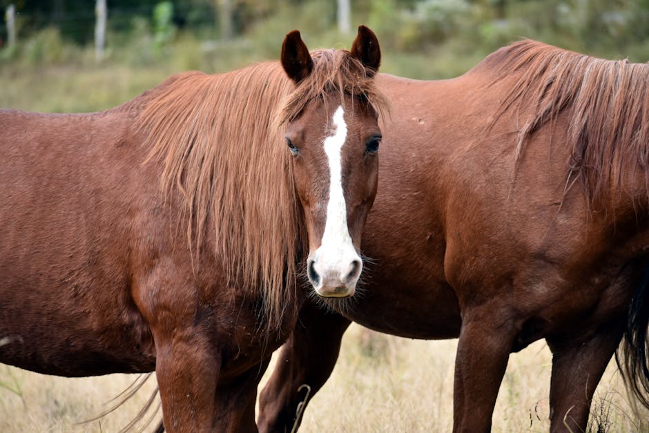 Arabo-boulonnais