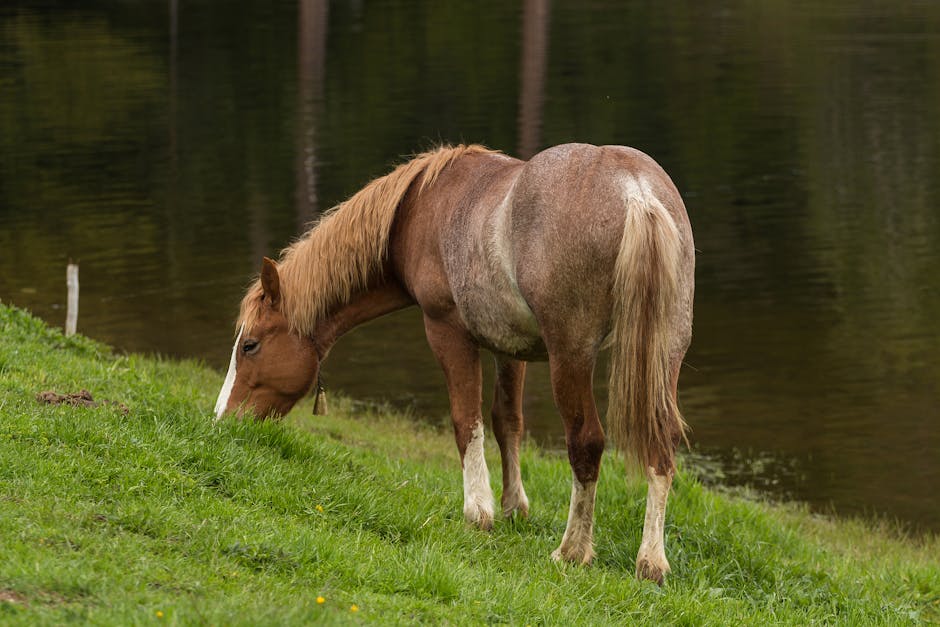 Poitevin mulassier