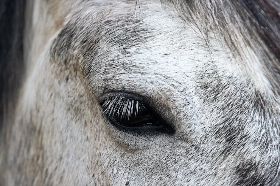 Poney de Birmanie