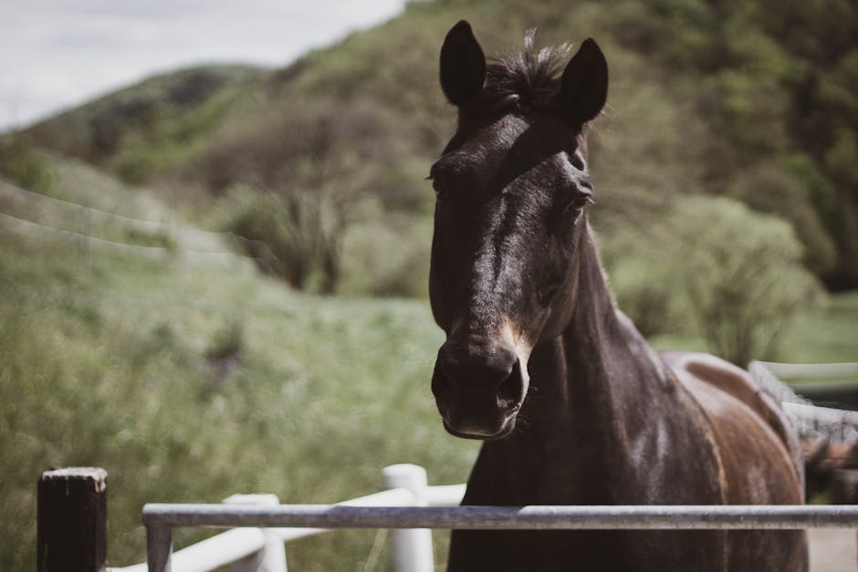 Poney de sport slovaque