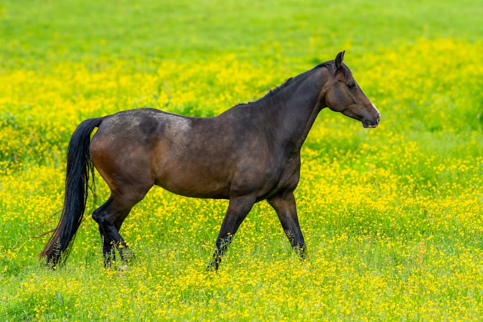 Cheval de sport polonais