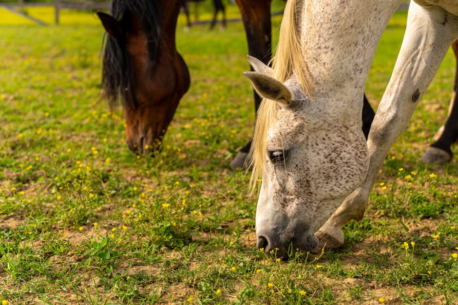 Poney de Monterufoli