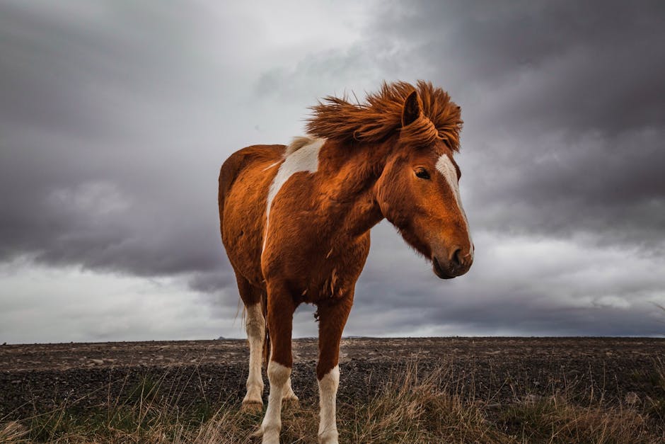 Mustang des monts Pryor