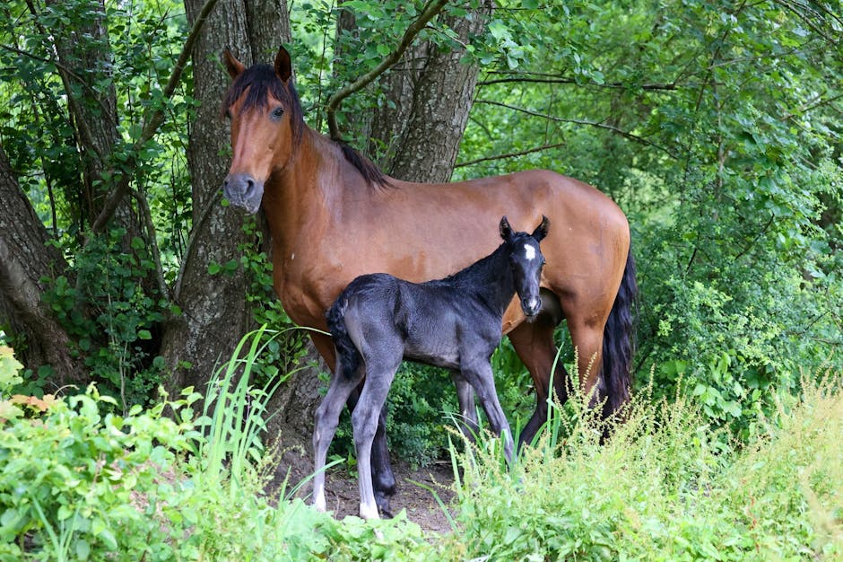 Cheval de sport suisse