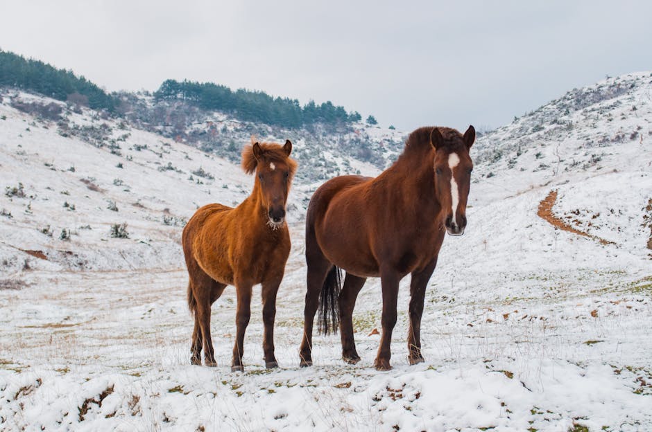 Cheval de Heck