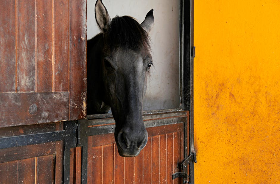 Poney de selle belge