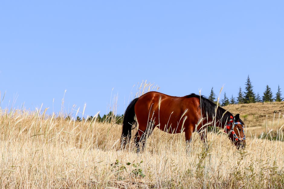 Boer sud-africain