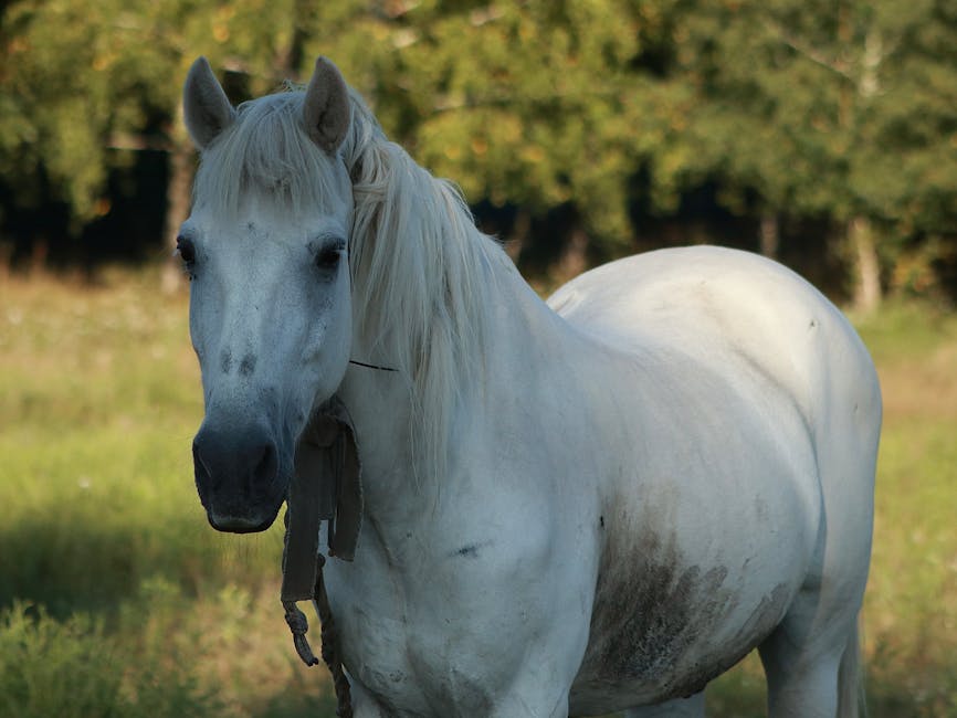 Clydesdale