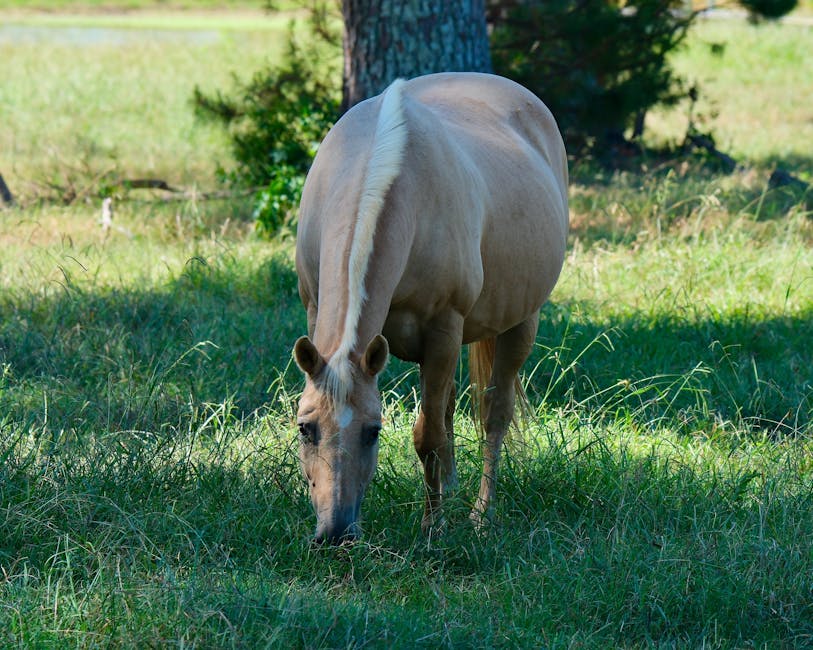 Međimurje