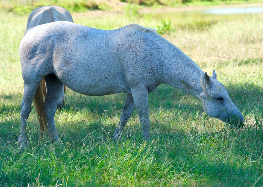 Suffolk Punch