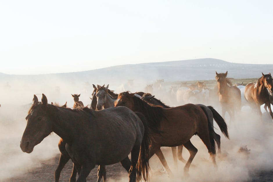 Poney de selle polonais