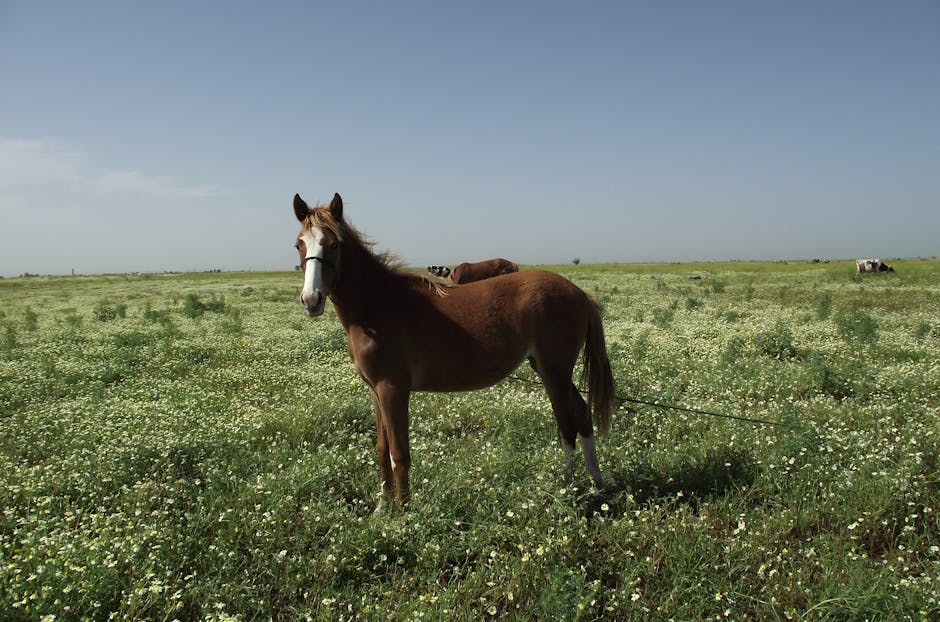 Cheval des Outer Banks