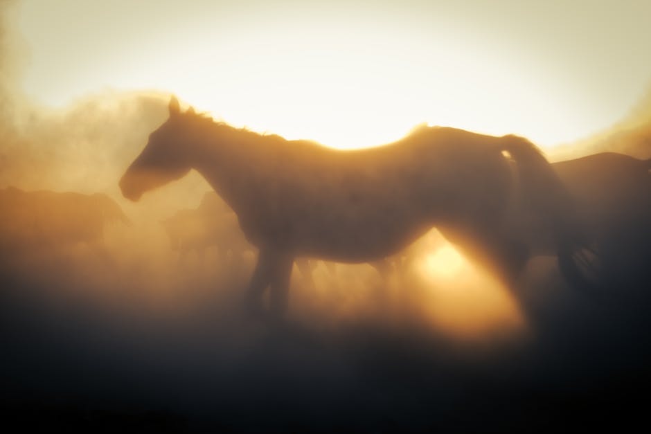 American Indian Horse