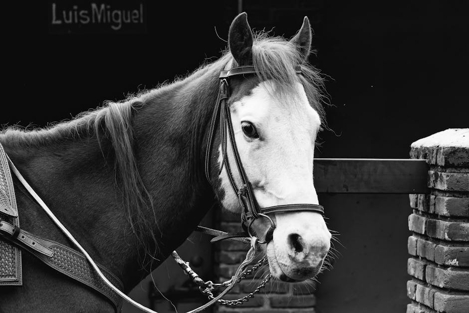 Kentucky Mountain Saddle Horse