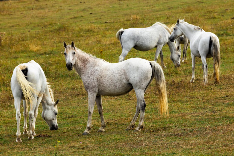 Trotteur Latgale