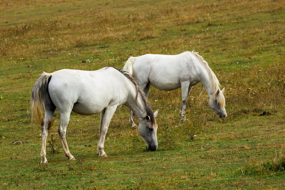 Poney de sport tchèque