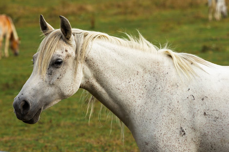 Trait de l'Altmark