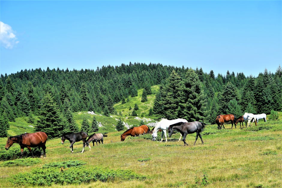 Poney indien du lac La Croix