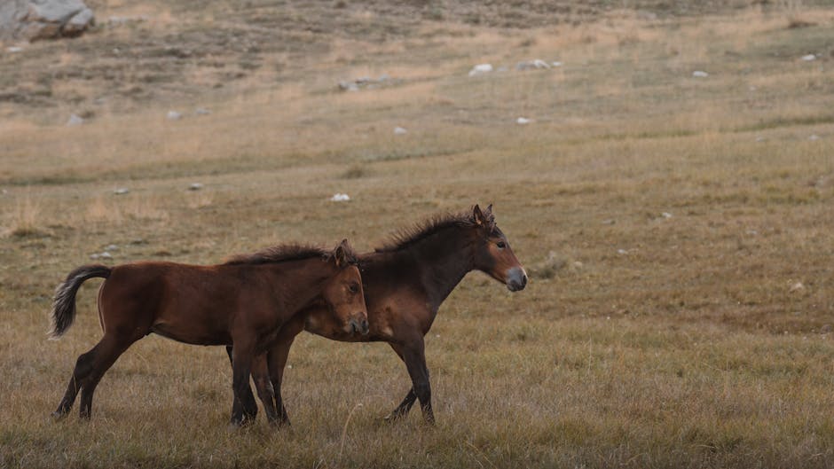 Arabo-Haflinger