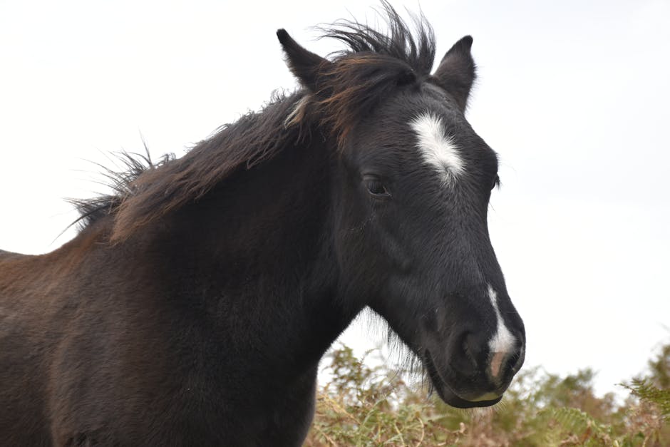 Nouvel Altaï