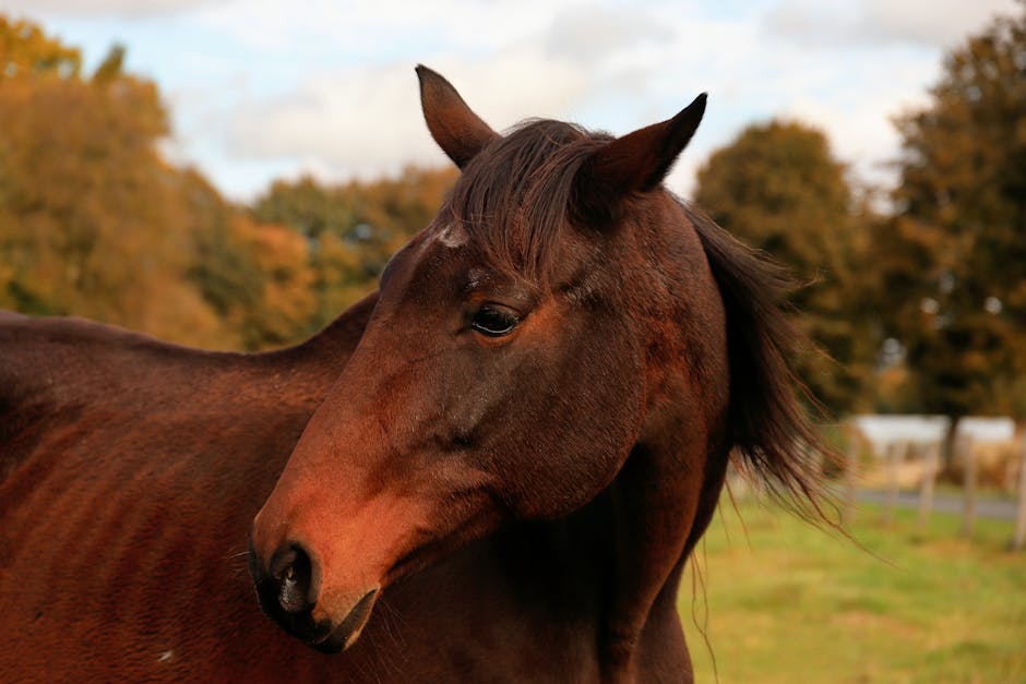 Hessois (Hessisches Warmblut)