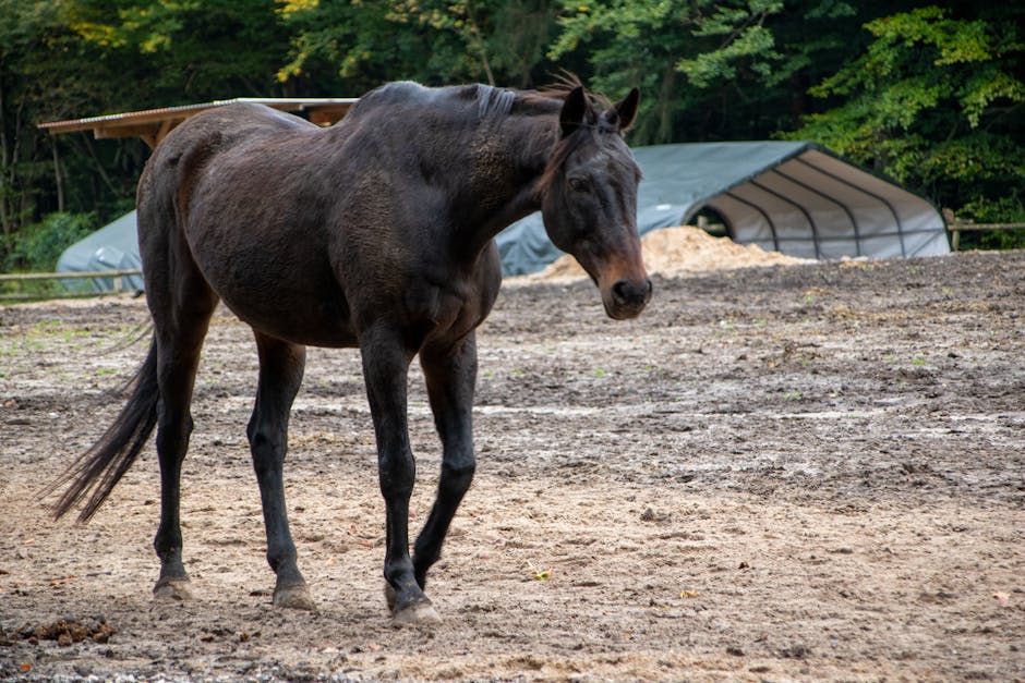 Cheval de Miquelon