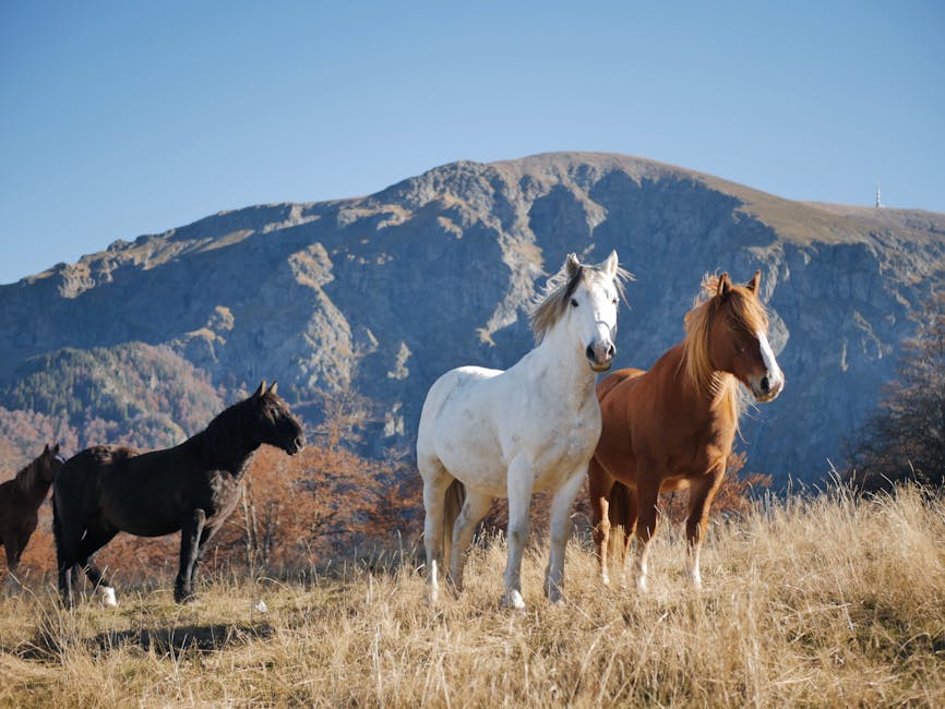 Cheval du Haut-Ienisseï