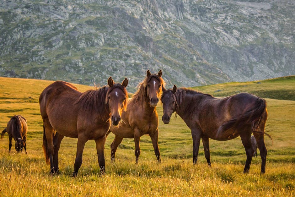 Spotted saddle horse