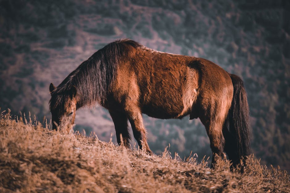 Poney tacheté britannique