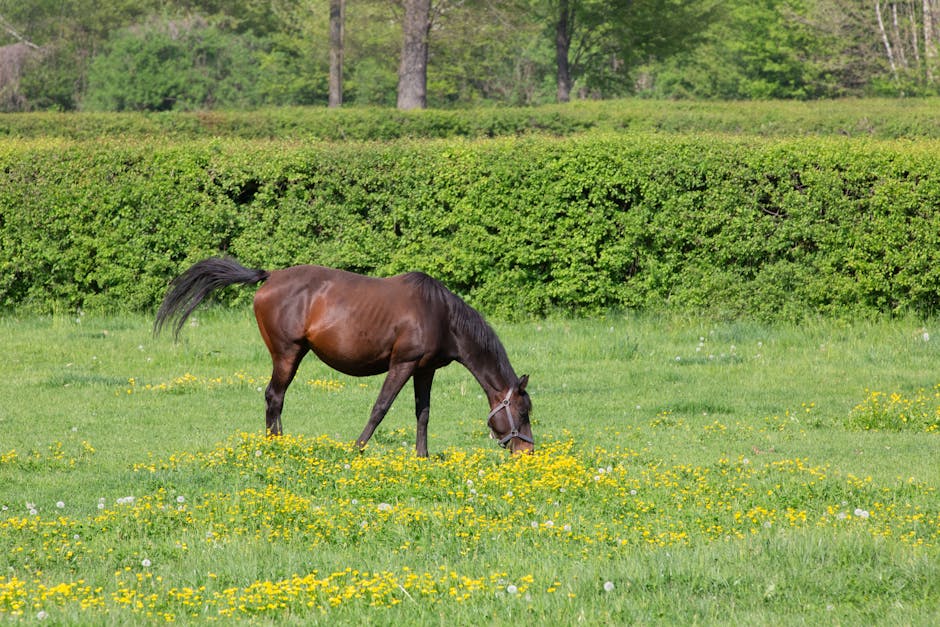 Poney australien