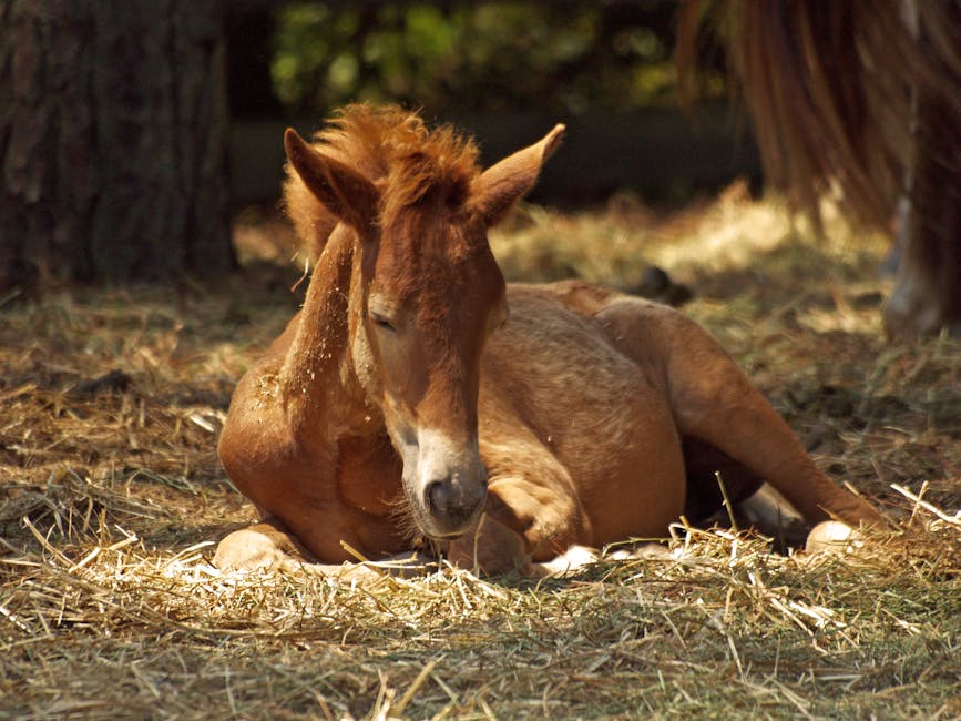 Bauernpferd