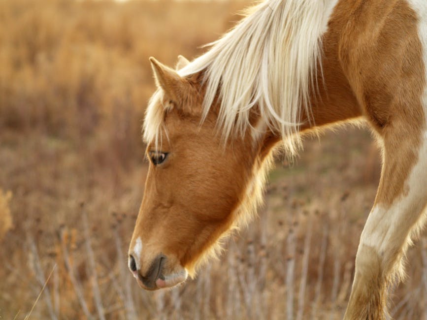 Cheval du plateau persan