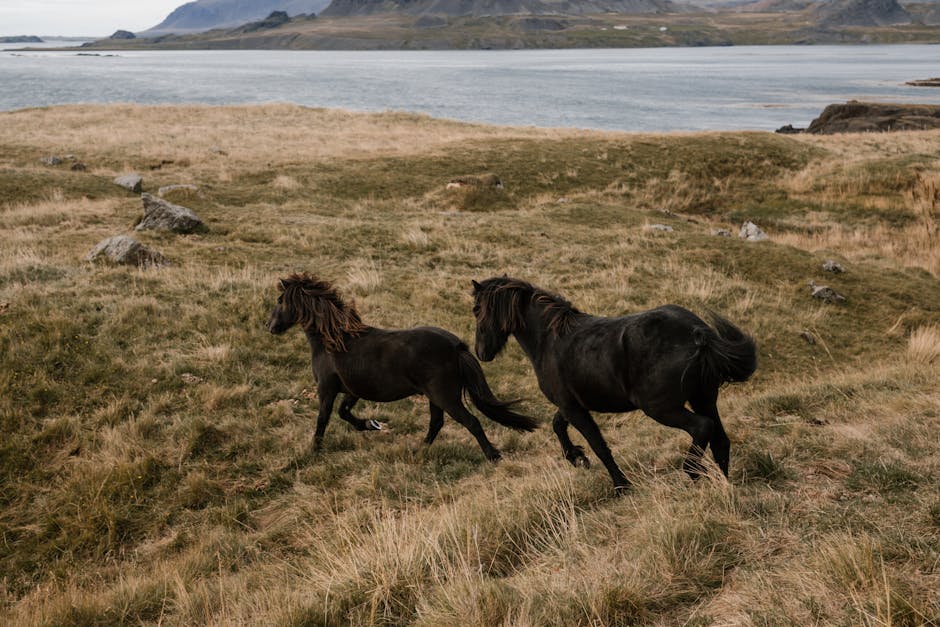 Cheval du Vercors de Barraquand