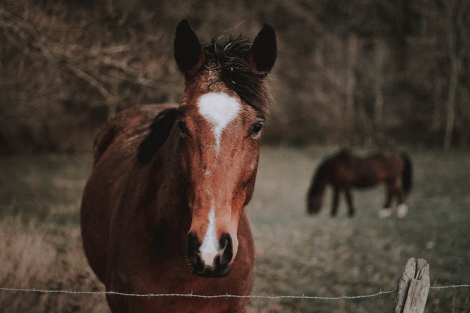 Cheval de la Sierra Tarahumara