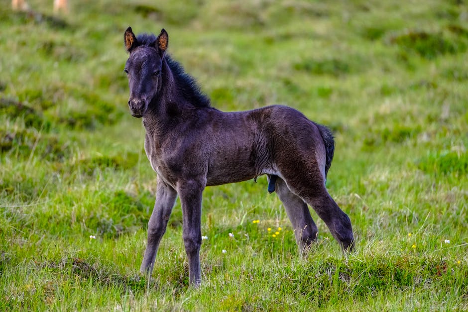 Palomino