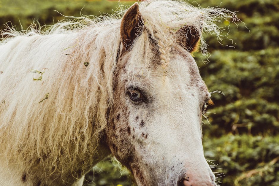 Poney de selle finlandais