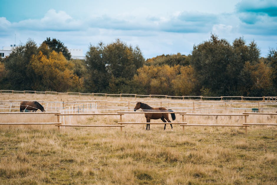 Poney brésilien