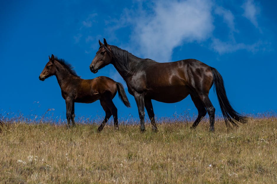 Single-Footing Horse