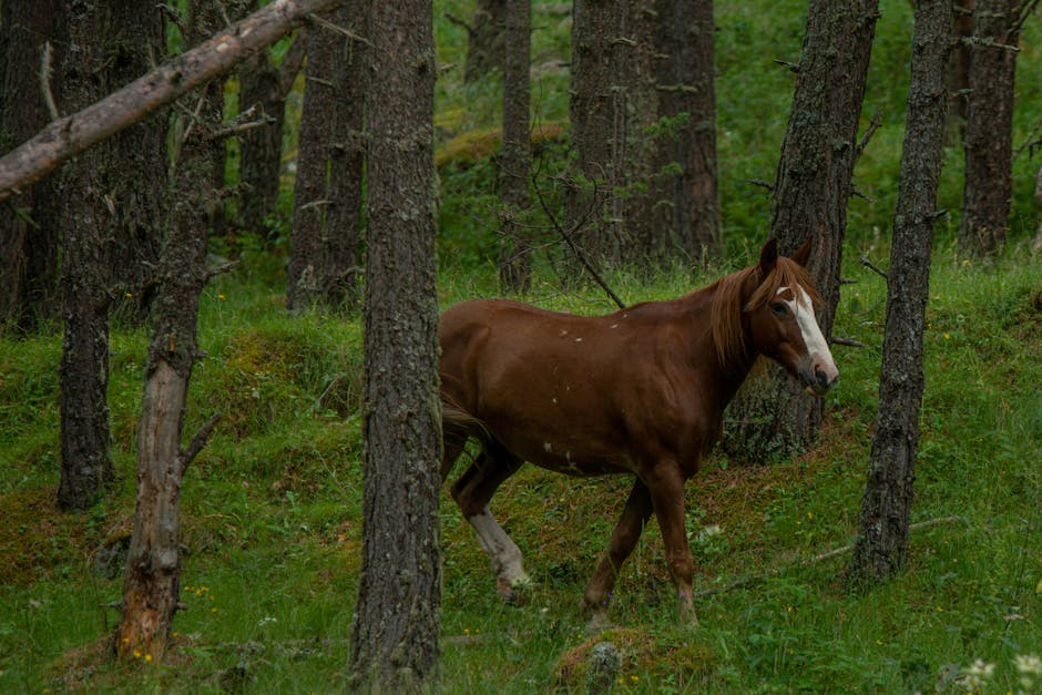 Poney tibétain