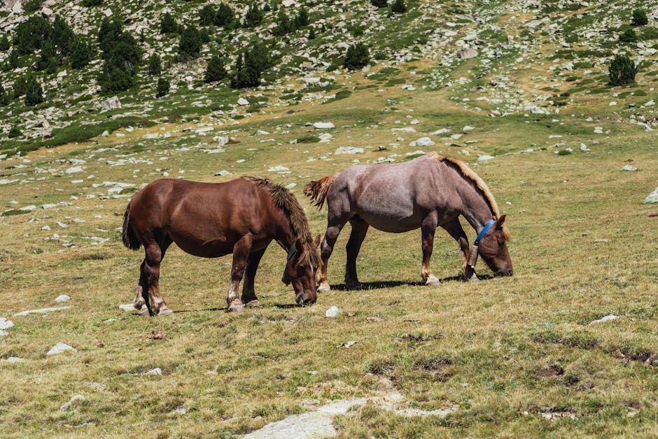 Lusitanien