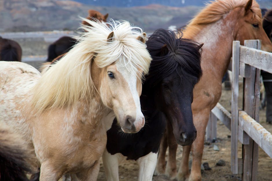 Cheval de sport bulgare